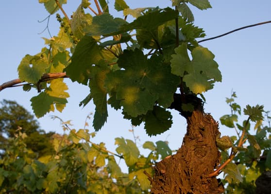 Domaine-Roland-Tissier-et-Fils1
