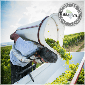 Domaine Sylvie et Joel Cirotte