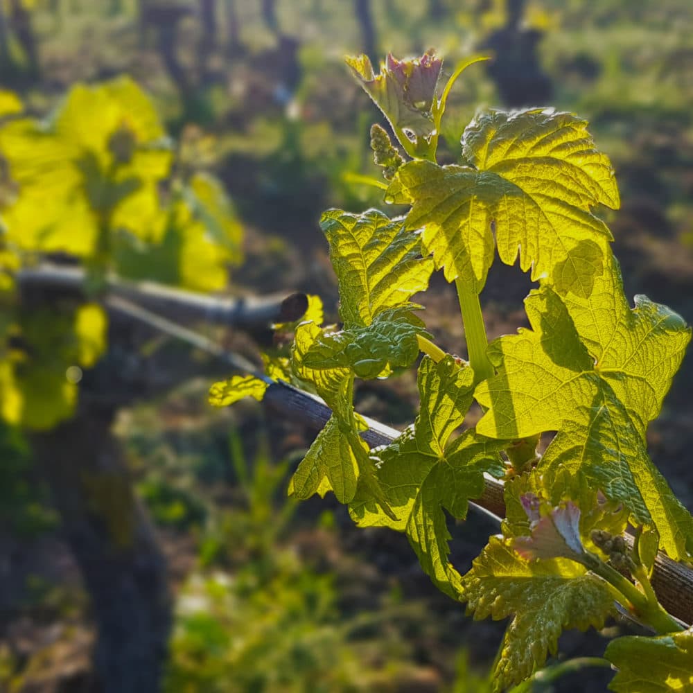 Domaine Tatin 2