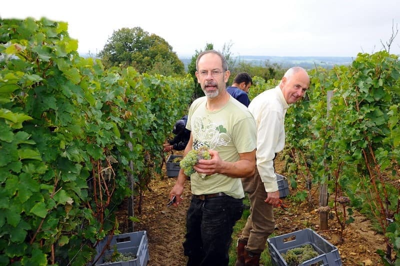 Dozonnerie vigneron - Chinon