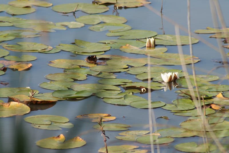 Site naturel de l'étang de Bellebouche