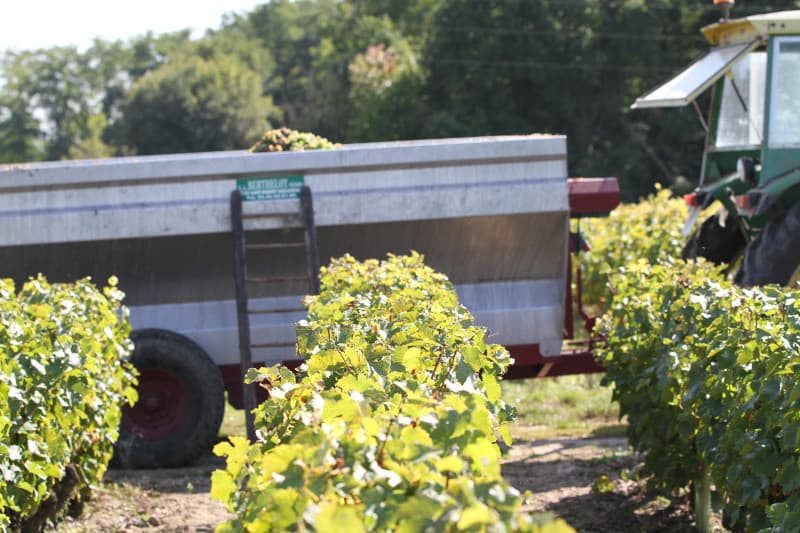 Effet vignes