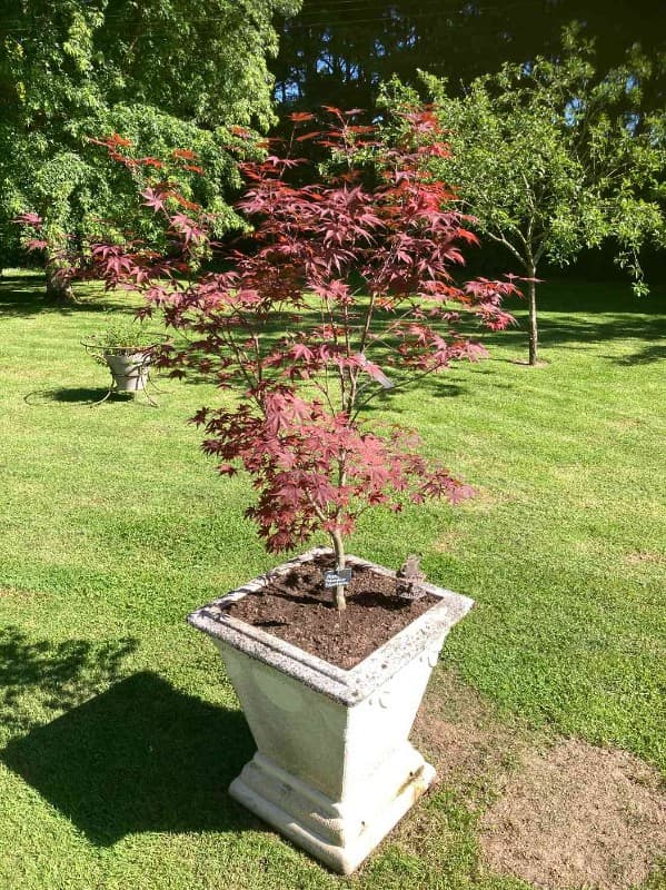 Erable Palmétum BloodGood