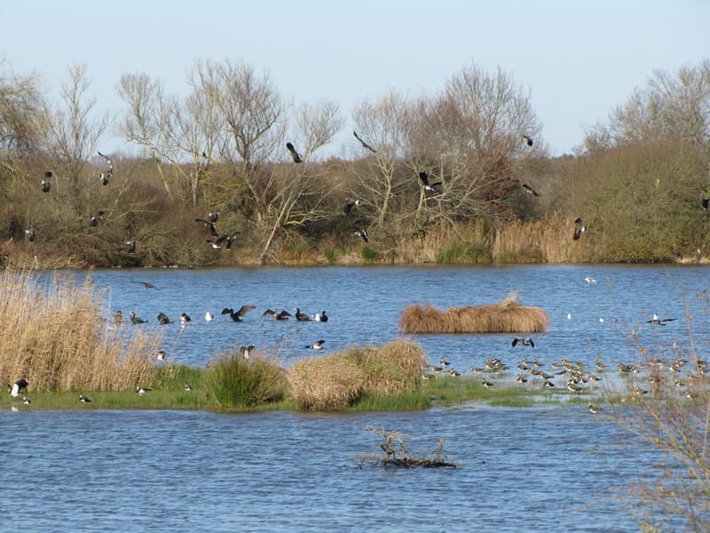 Etang cistude