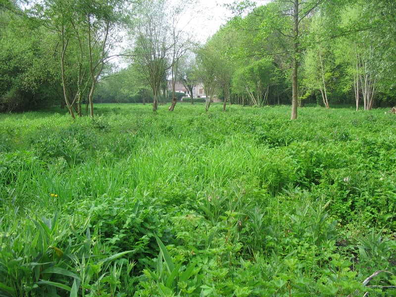 L'Etang de l'Isle