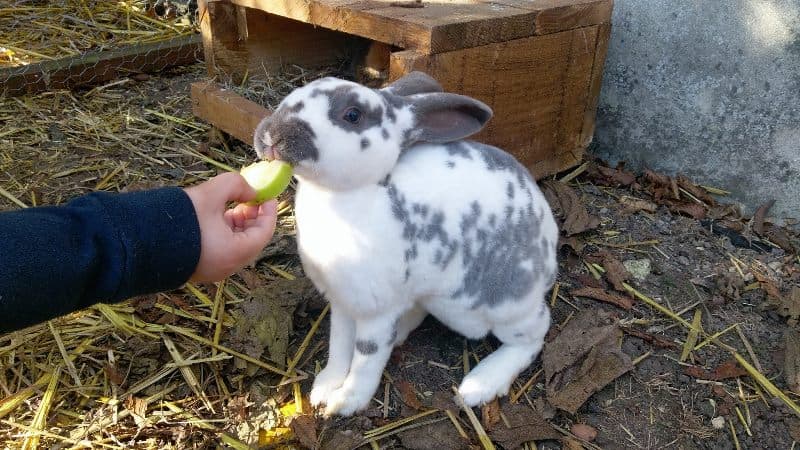 Ferme Coqalane - lapin