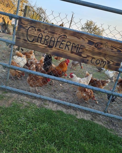 Ferme et poules