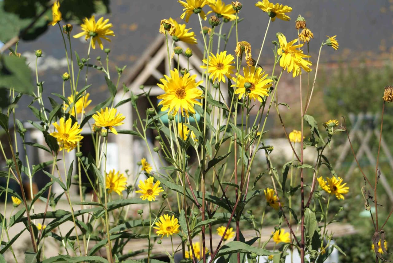 Fleurs En Pleine Nature