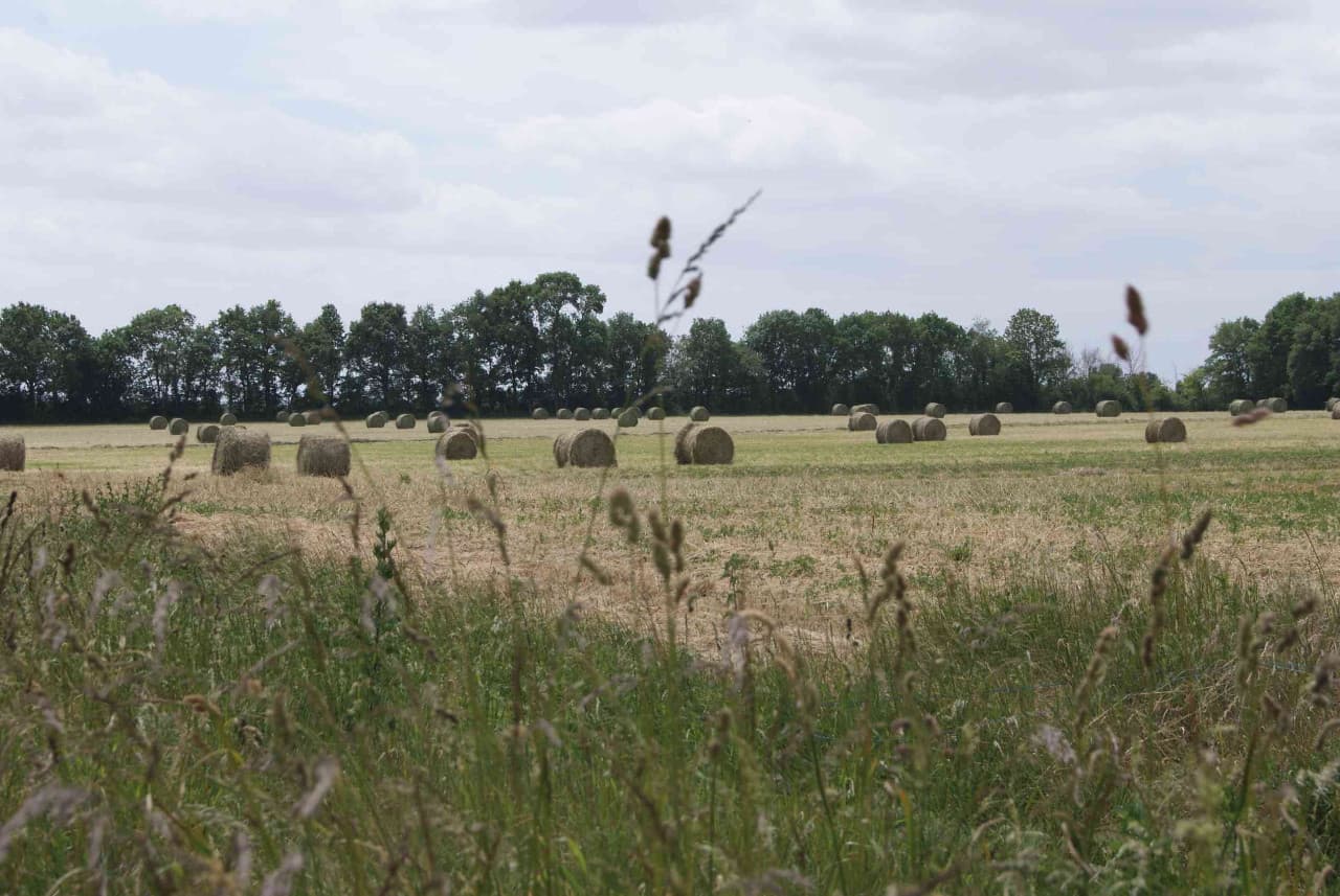 Foin En Pleine Nature
