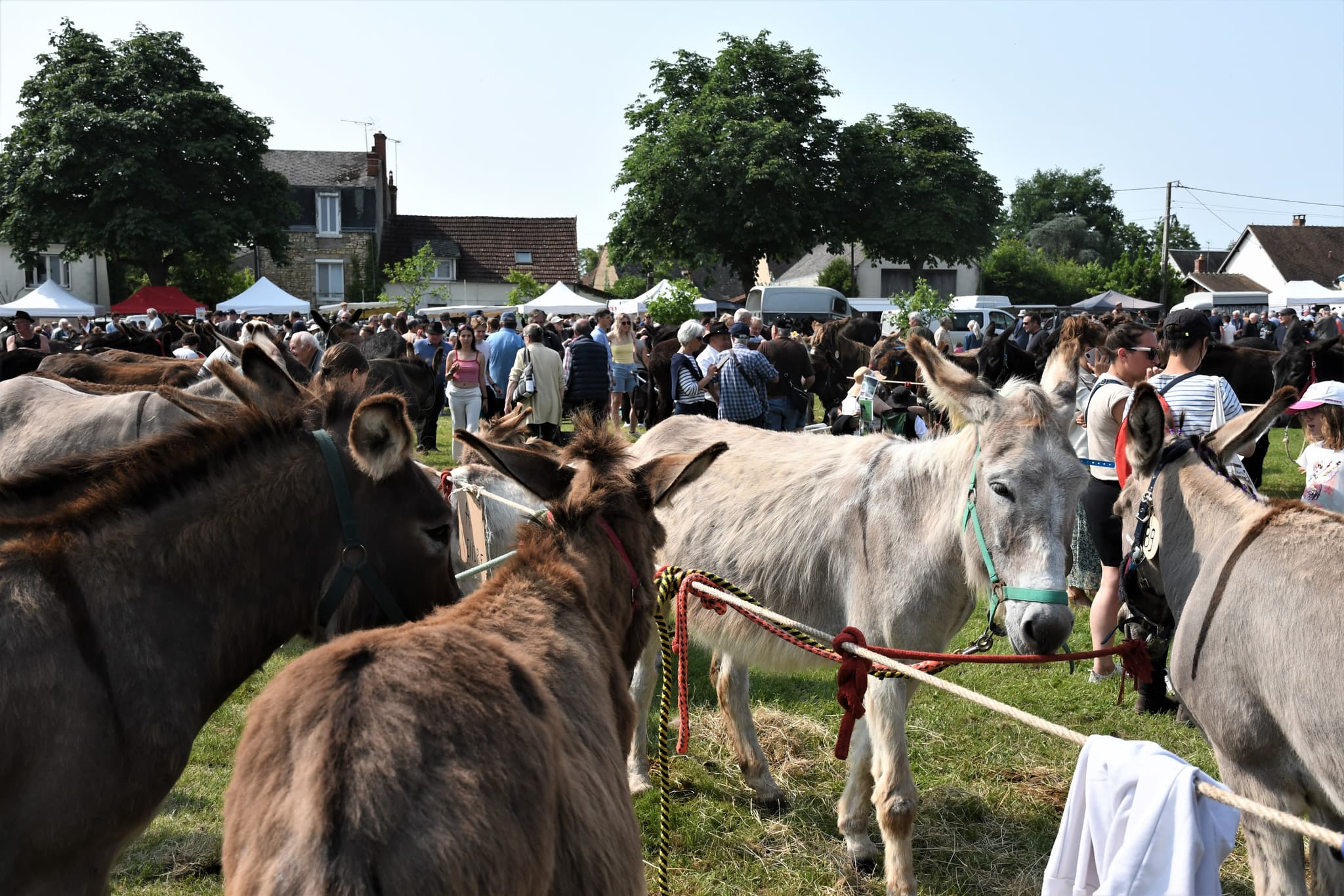 Foire aux ânes 25 001
