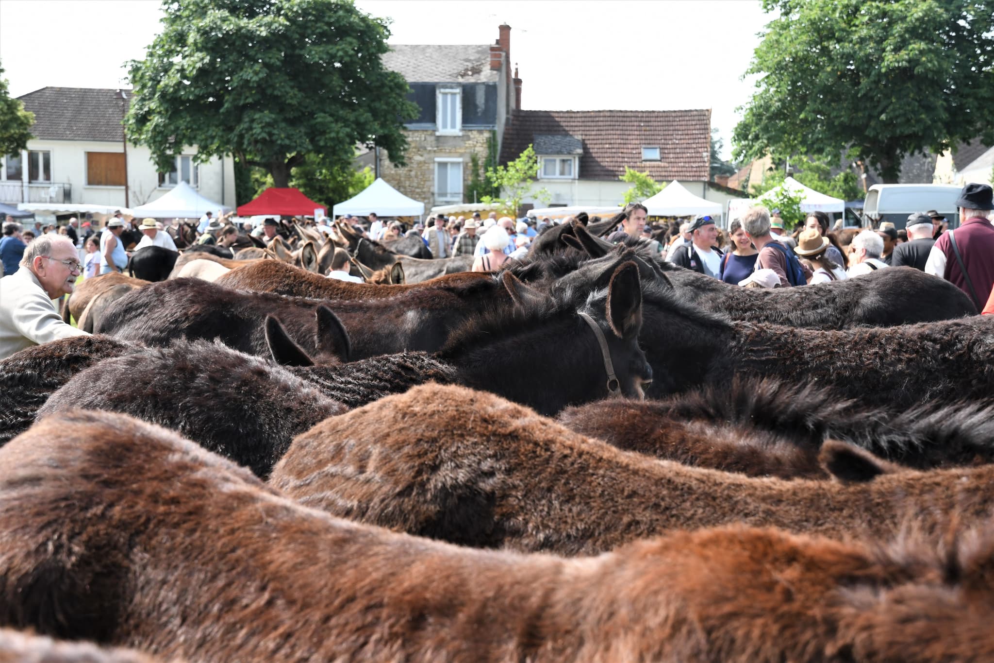 Foire aux ânes 25 003