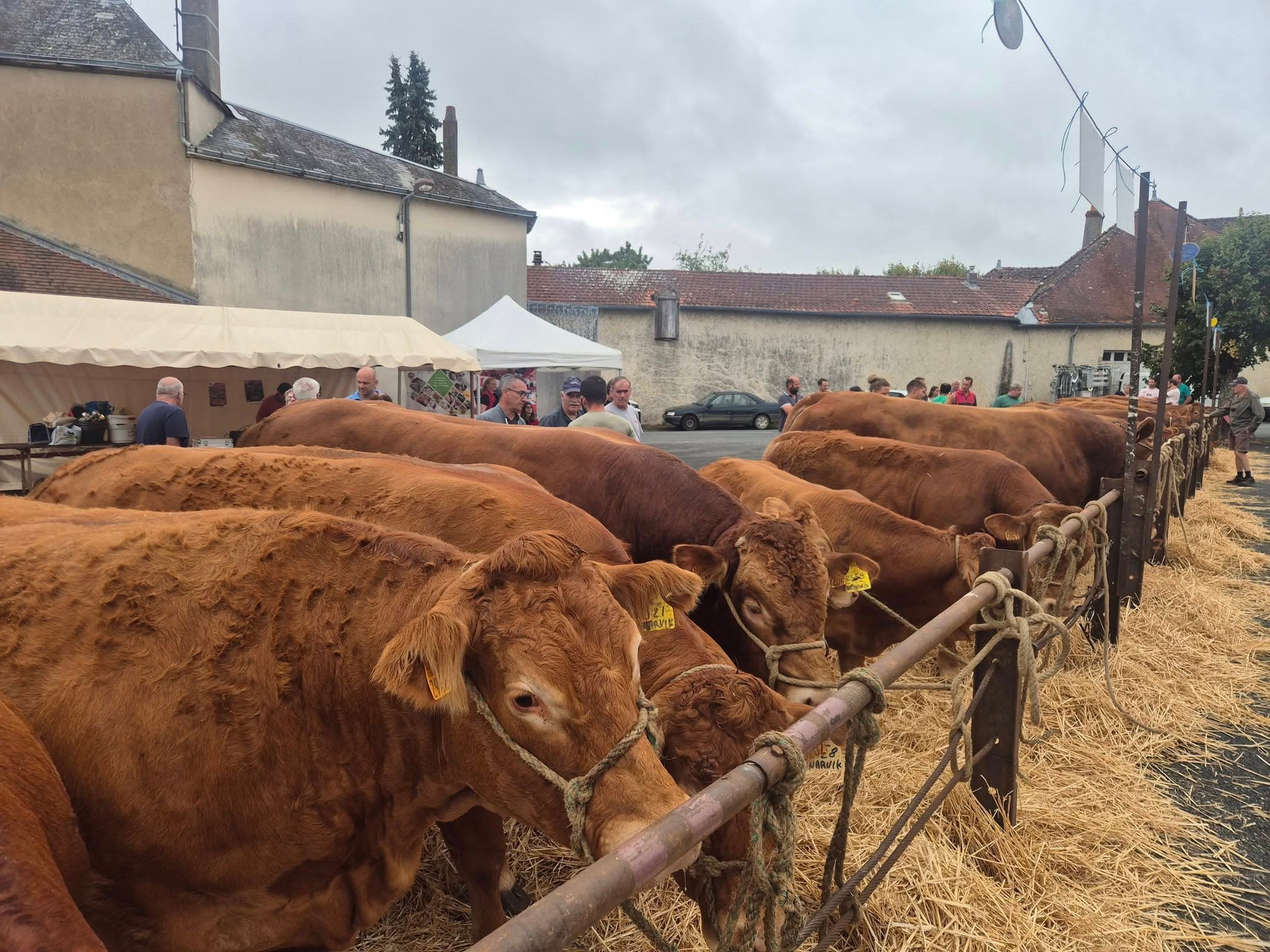 Foire bovine 1