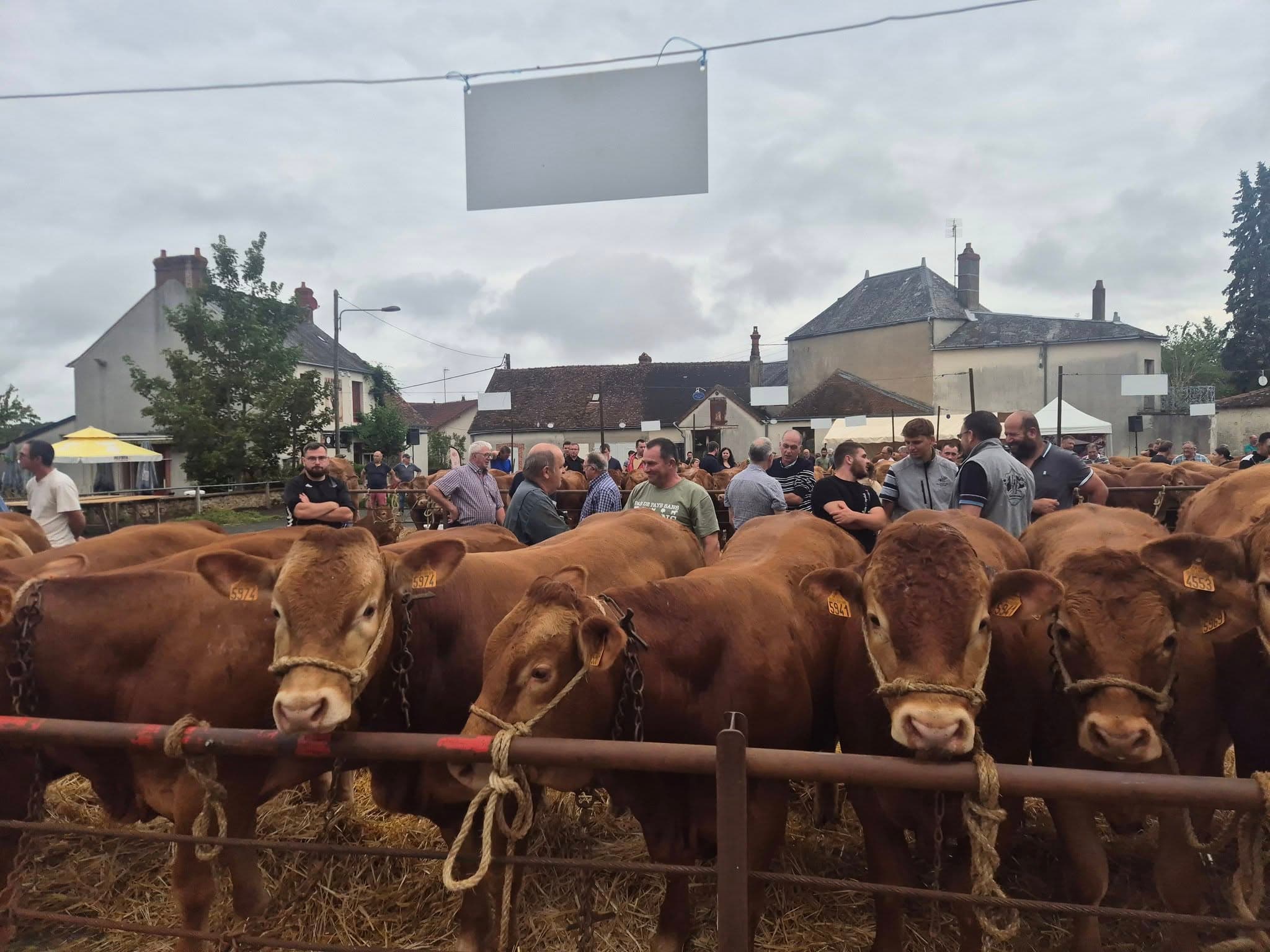 Foire bovine 3