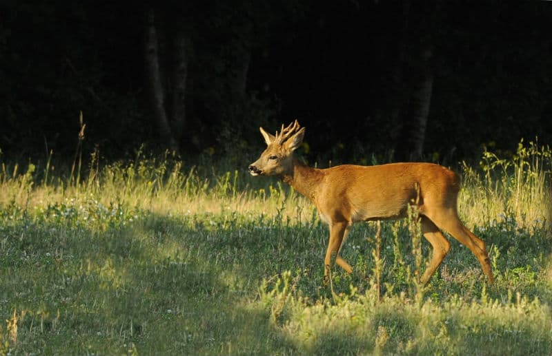 Forêt domaniale de Châteauroux