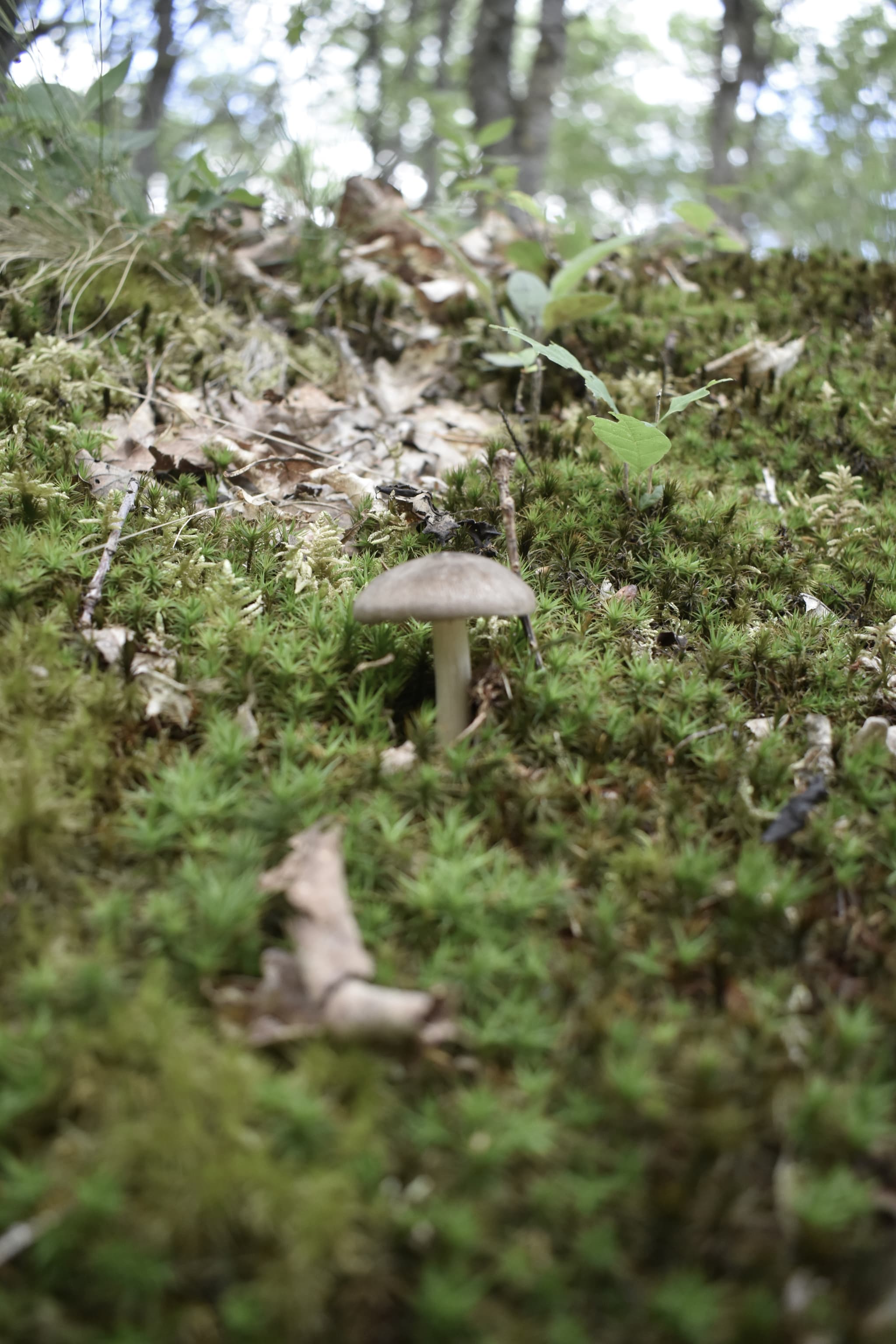 Forêt Châteauneuf en Thymerais (1)