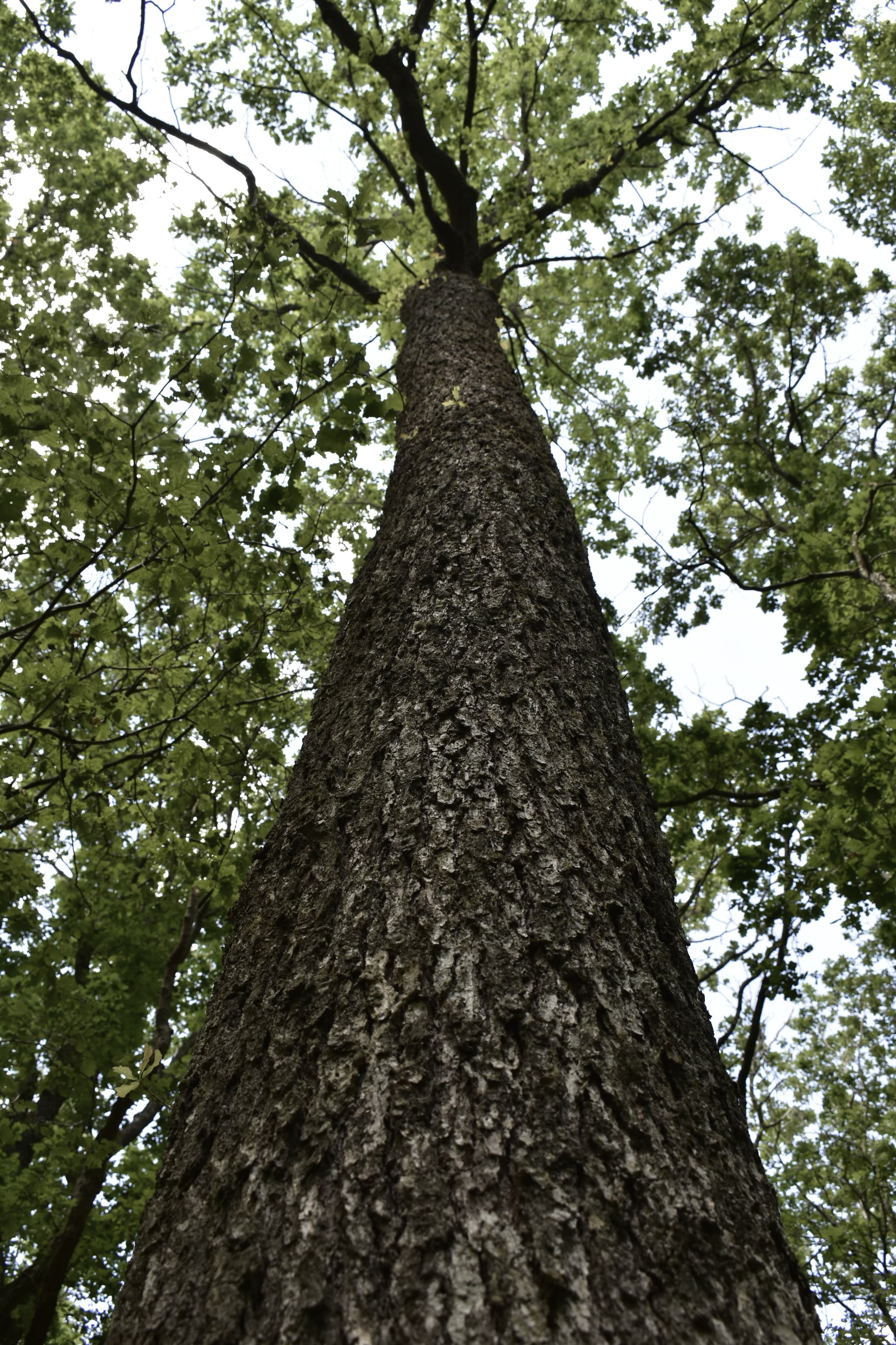 Forêt Châteauneuf en Thymerais