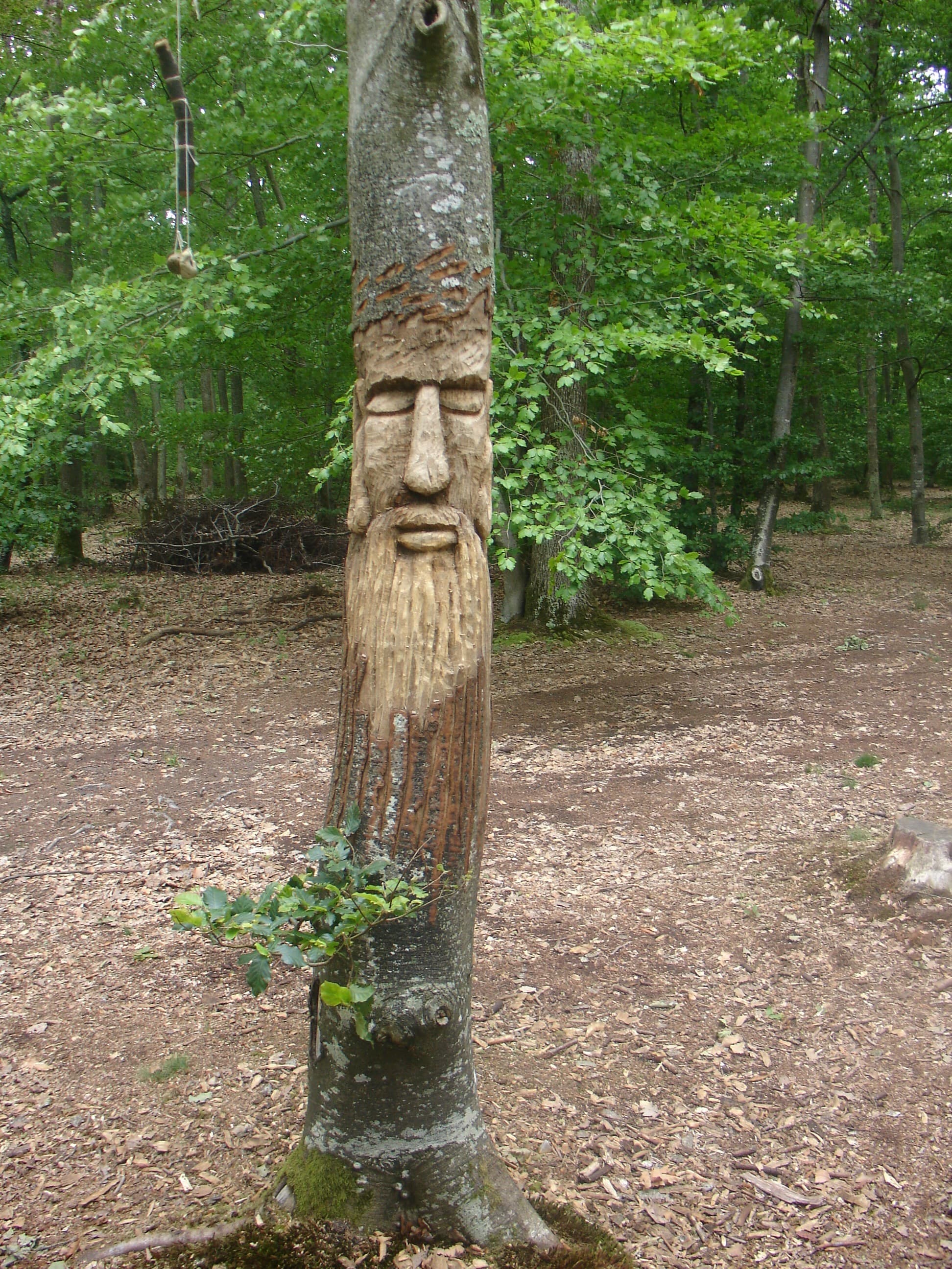 Forêt Mgis 1