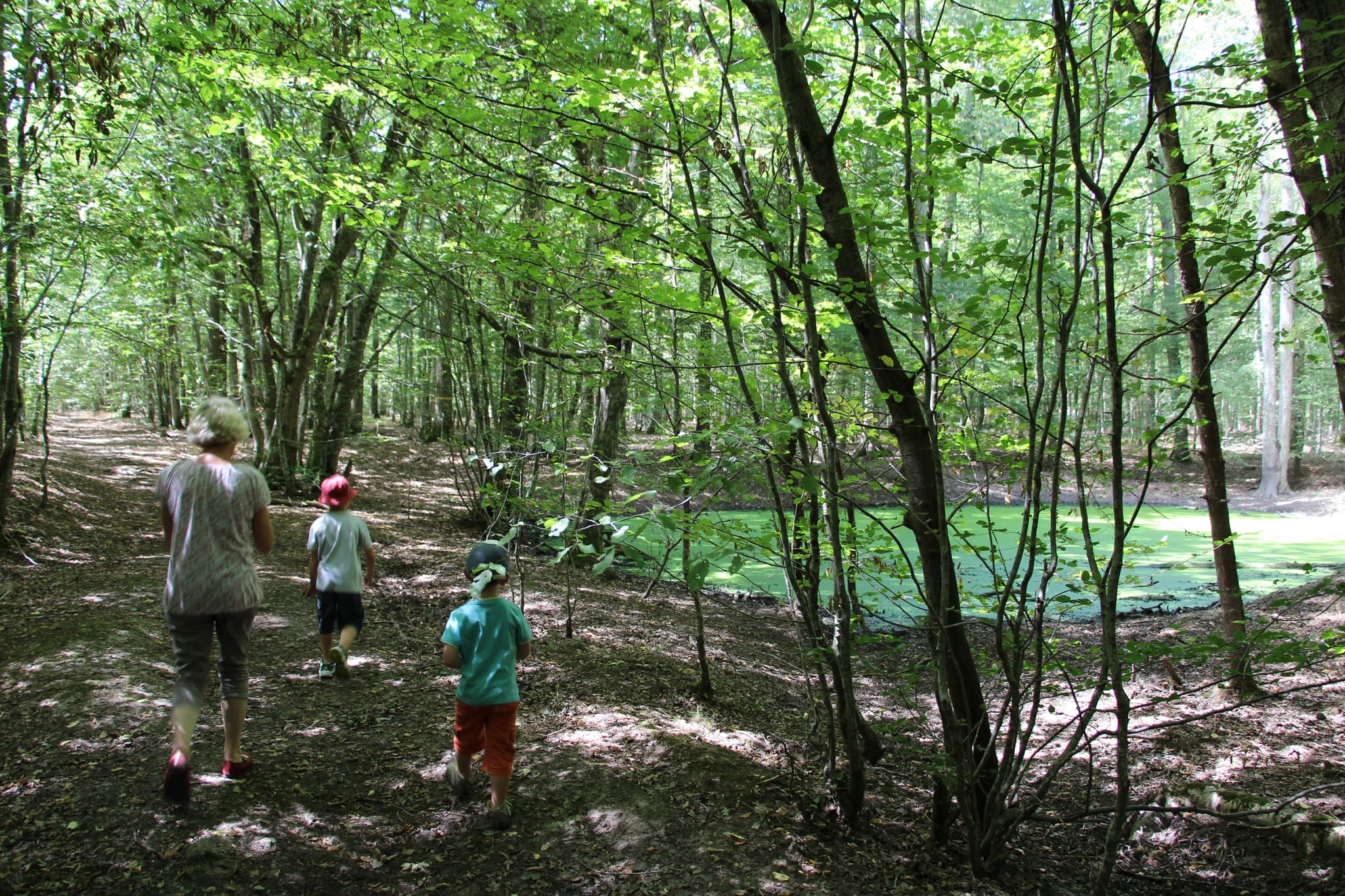 Forêt Mgis 3