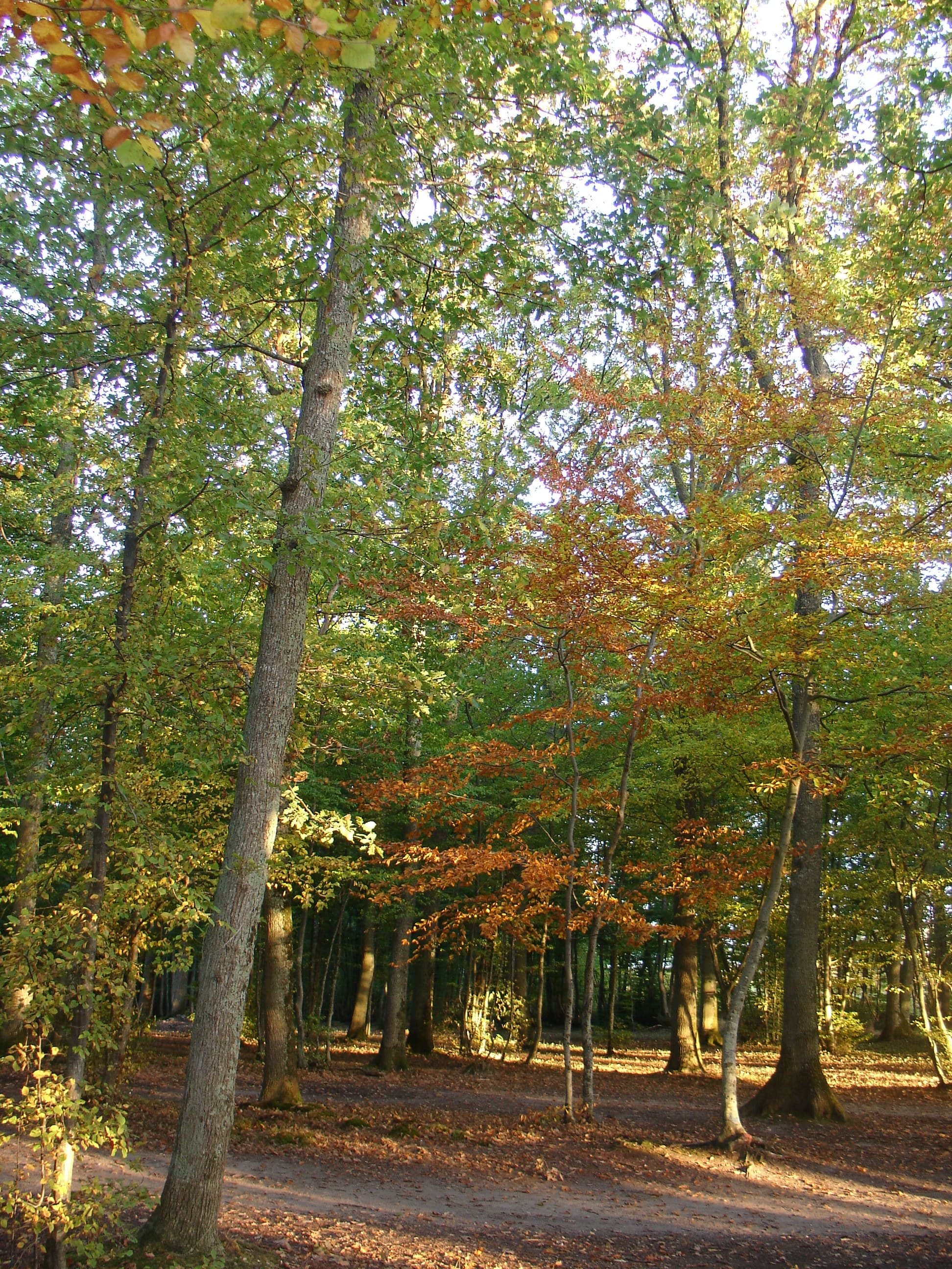 Forêt Mgis 4