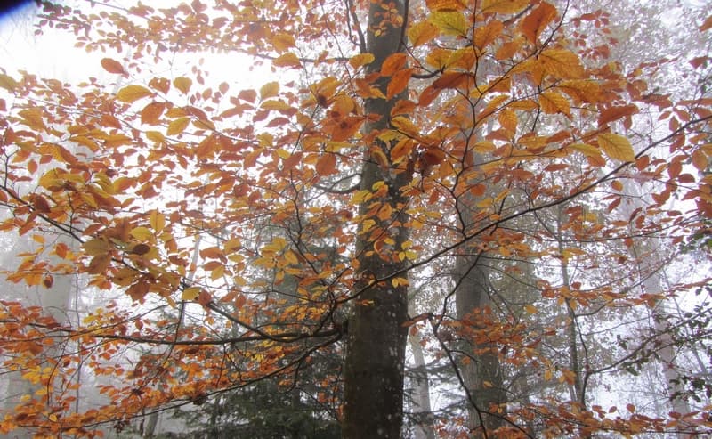 Foret automnale Francine Batsère