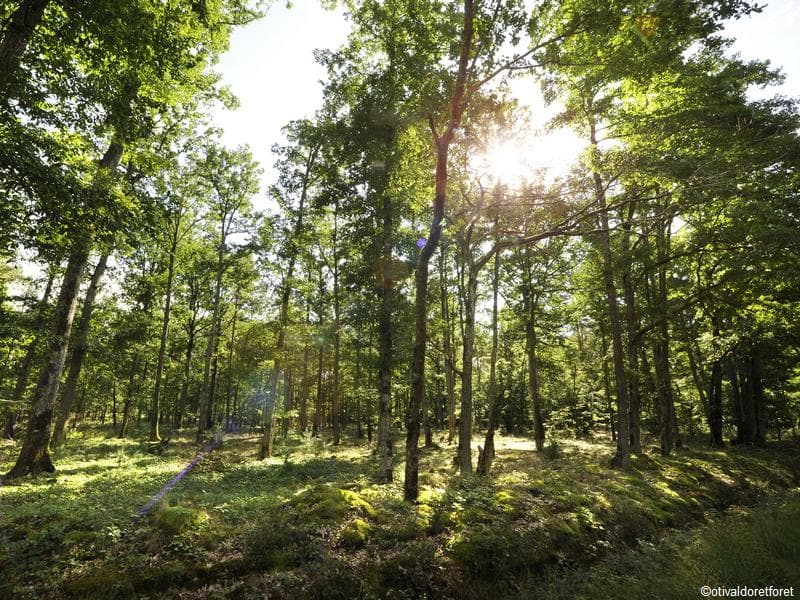 Forêt d'Orléans
