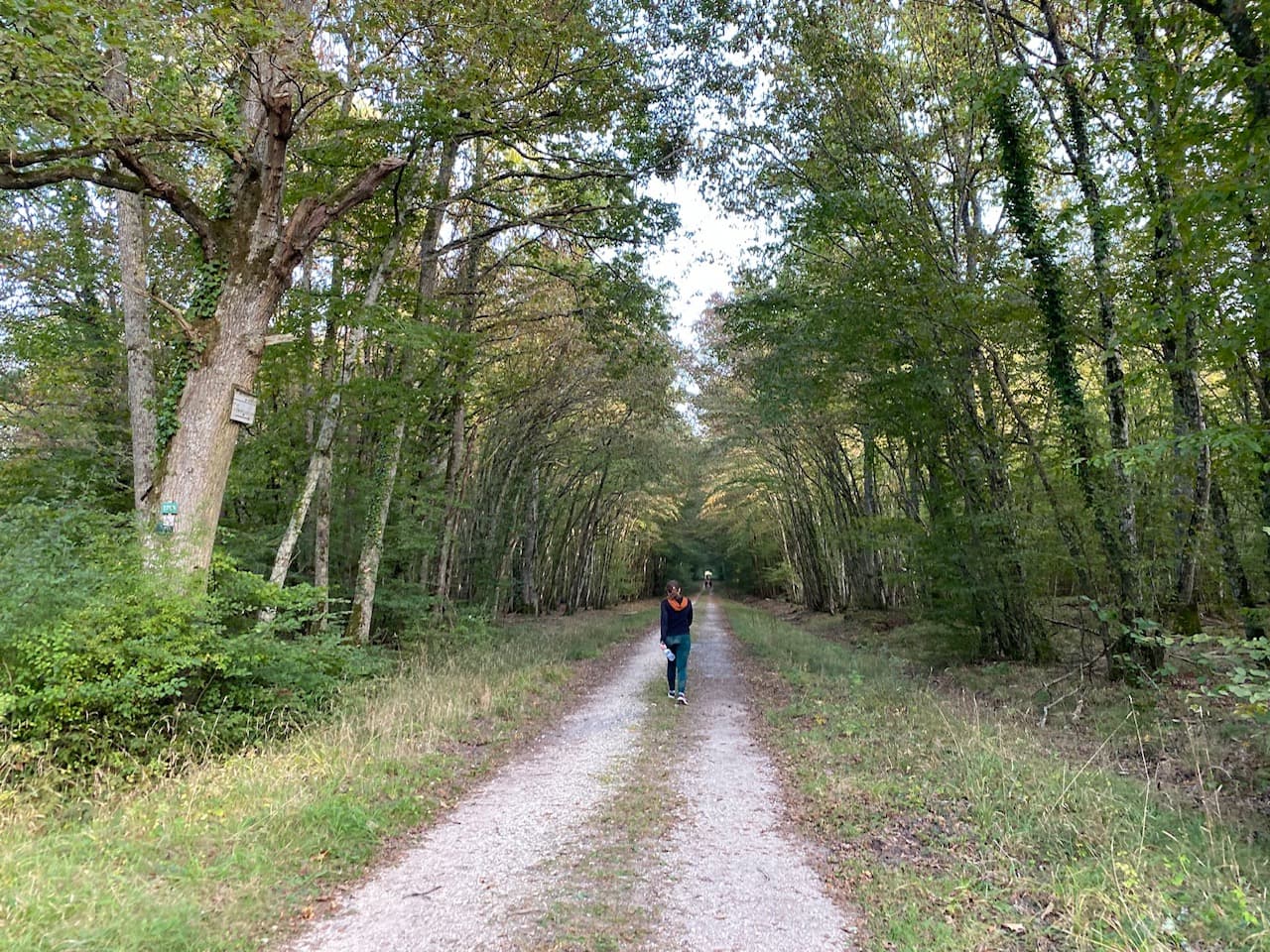 Forêt d'Orléans