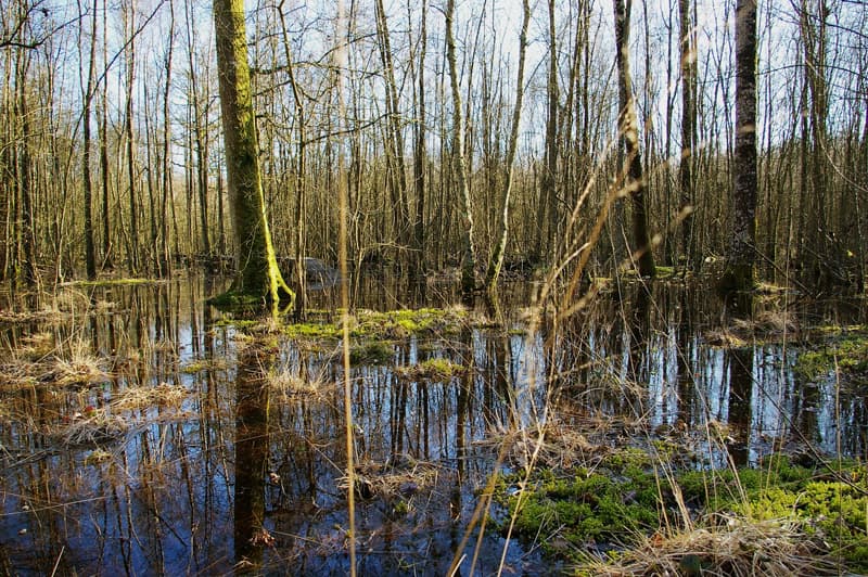Forêt humide des Mousseuses
