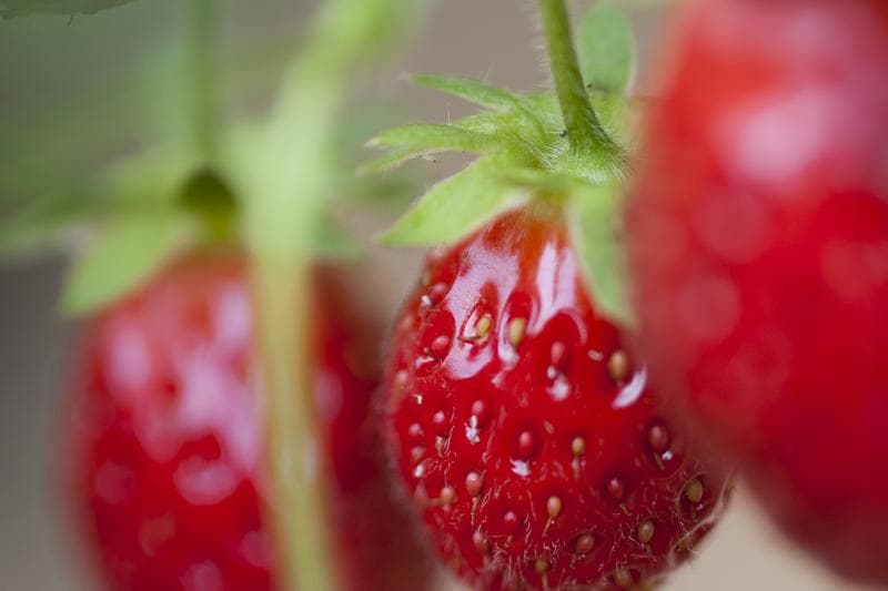Fraises3