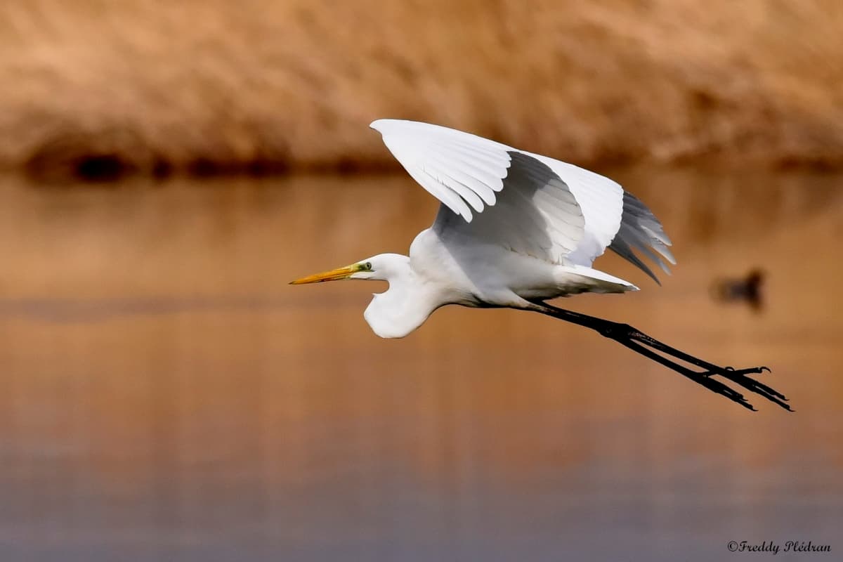 Grande aigrette