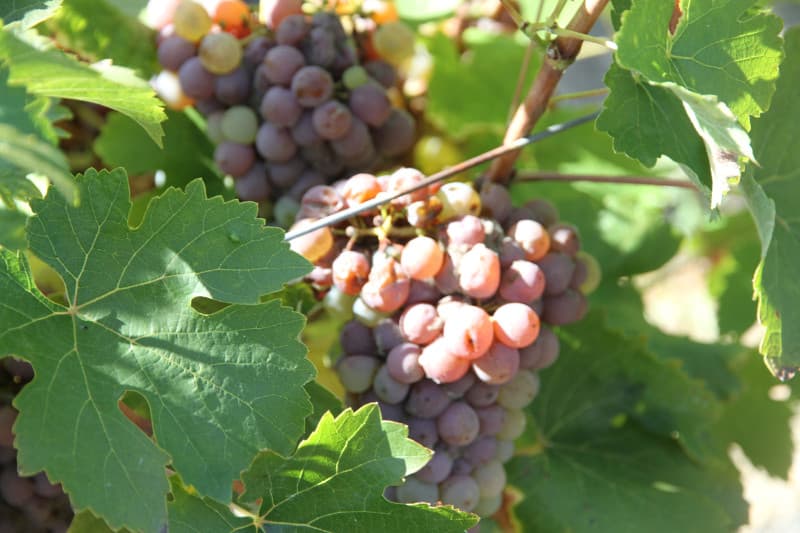 Grappes