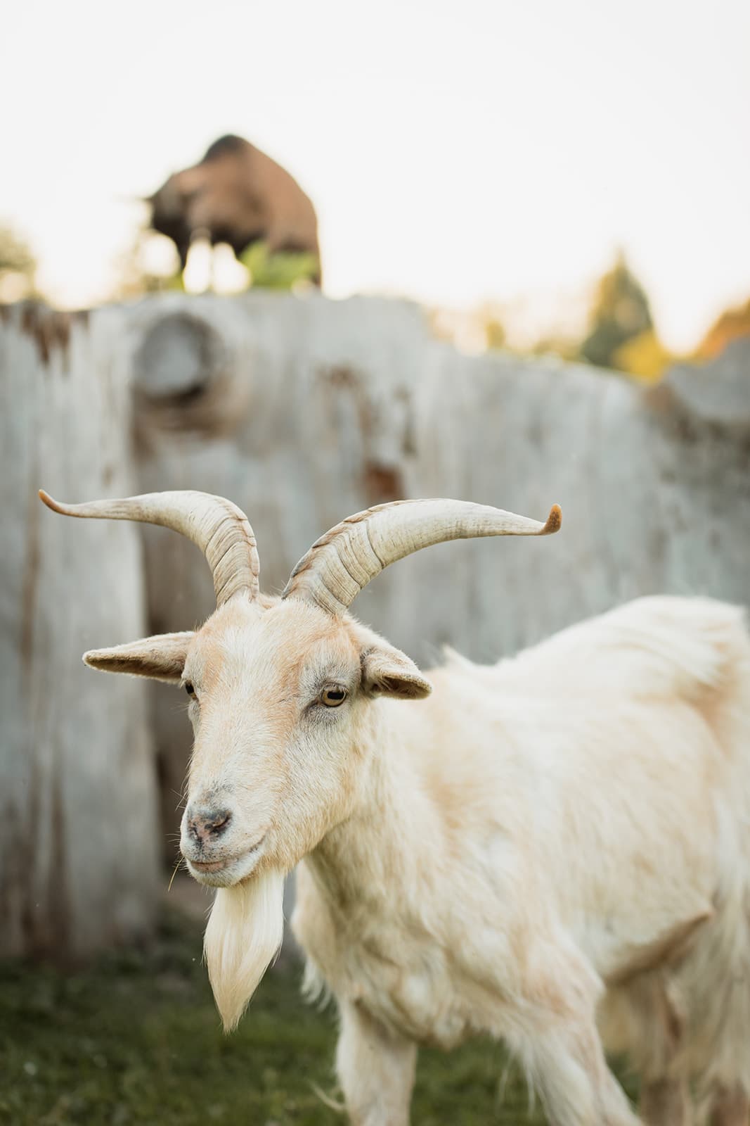 nos animaux