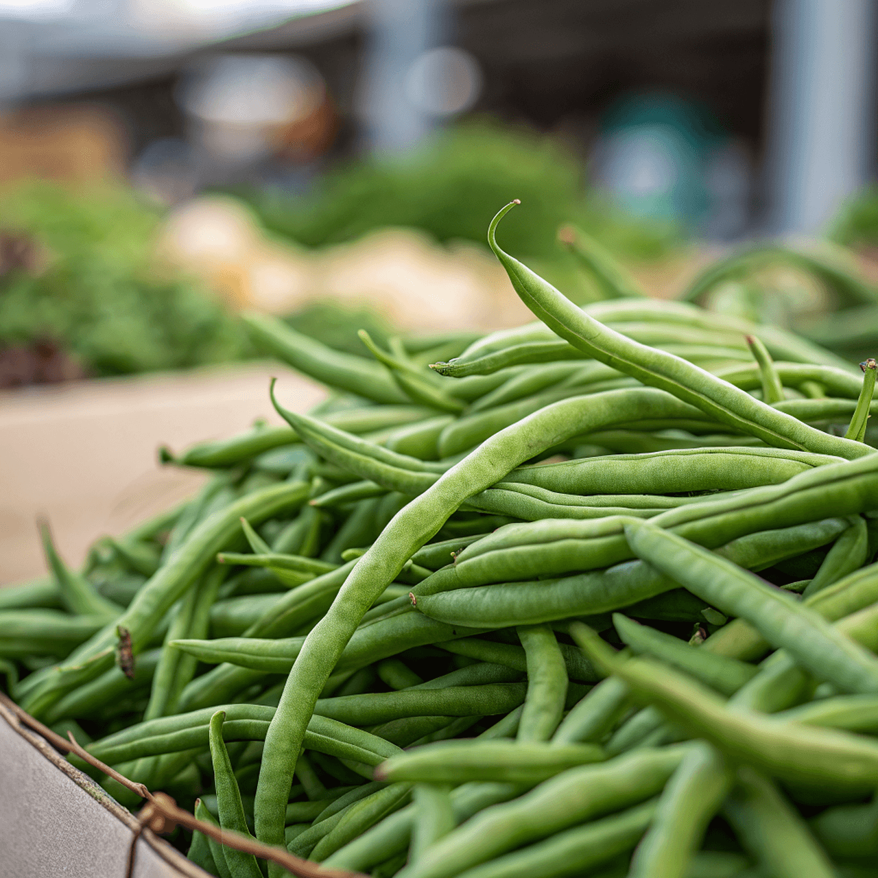 Haricots