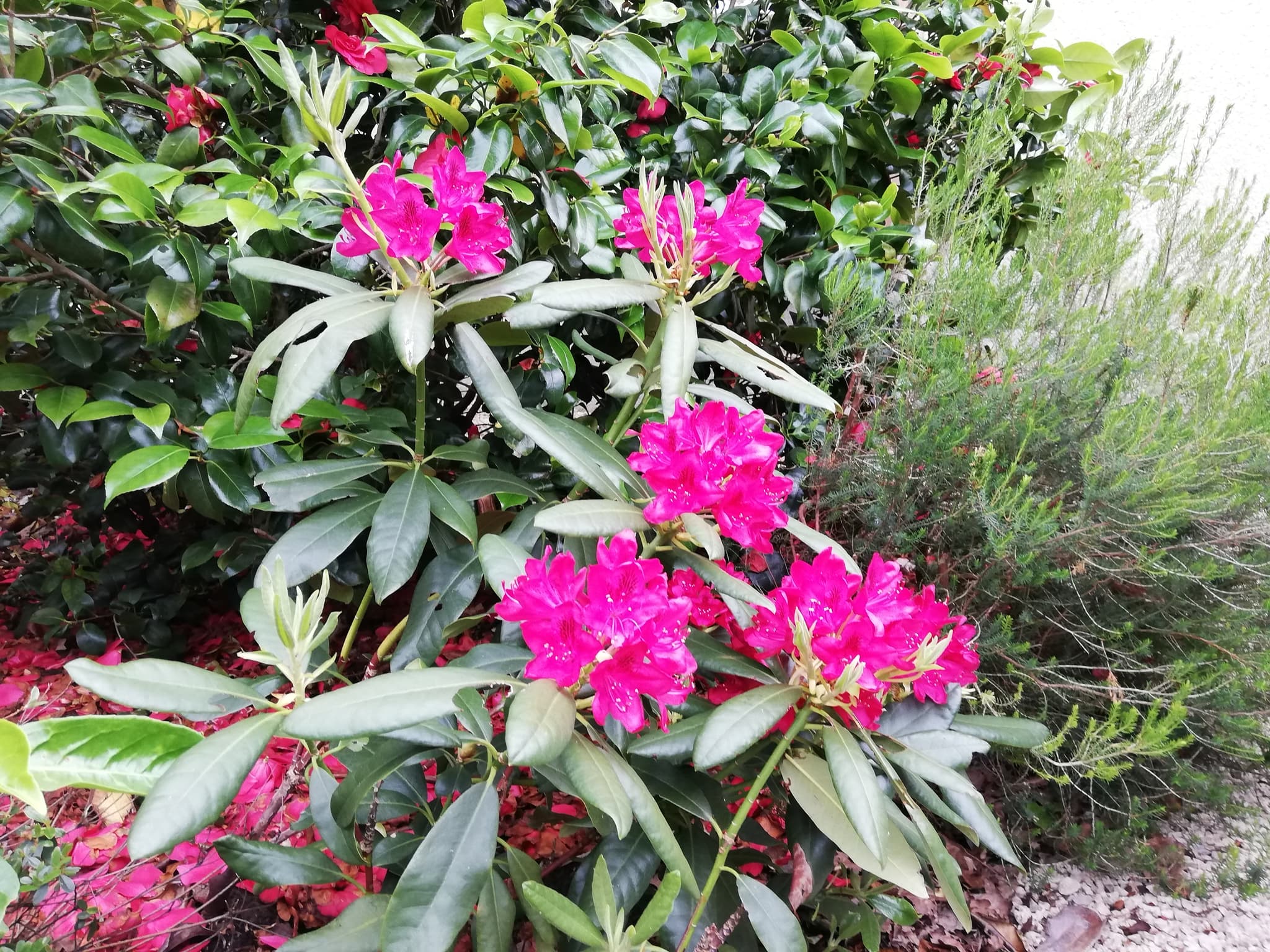 Harmonies rhododendron