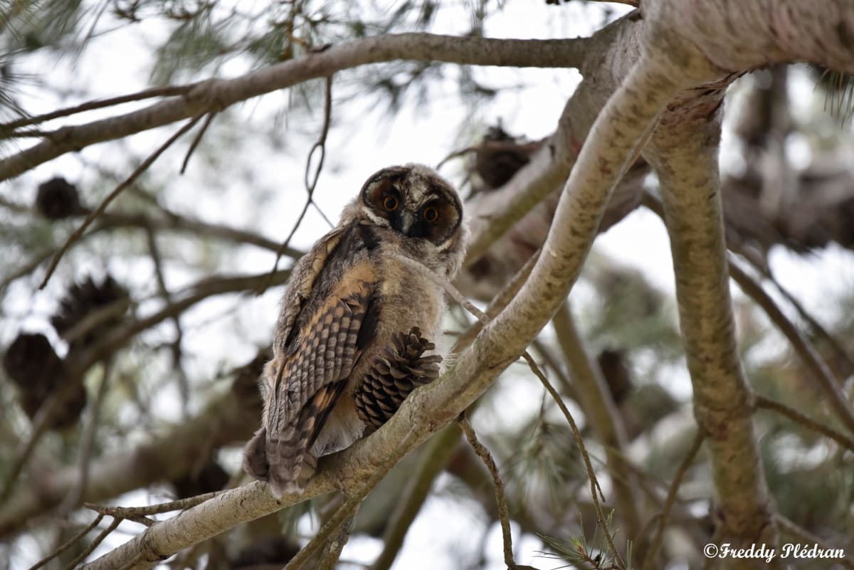 Hibou moyen-duc_DSC8888