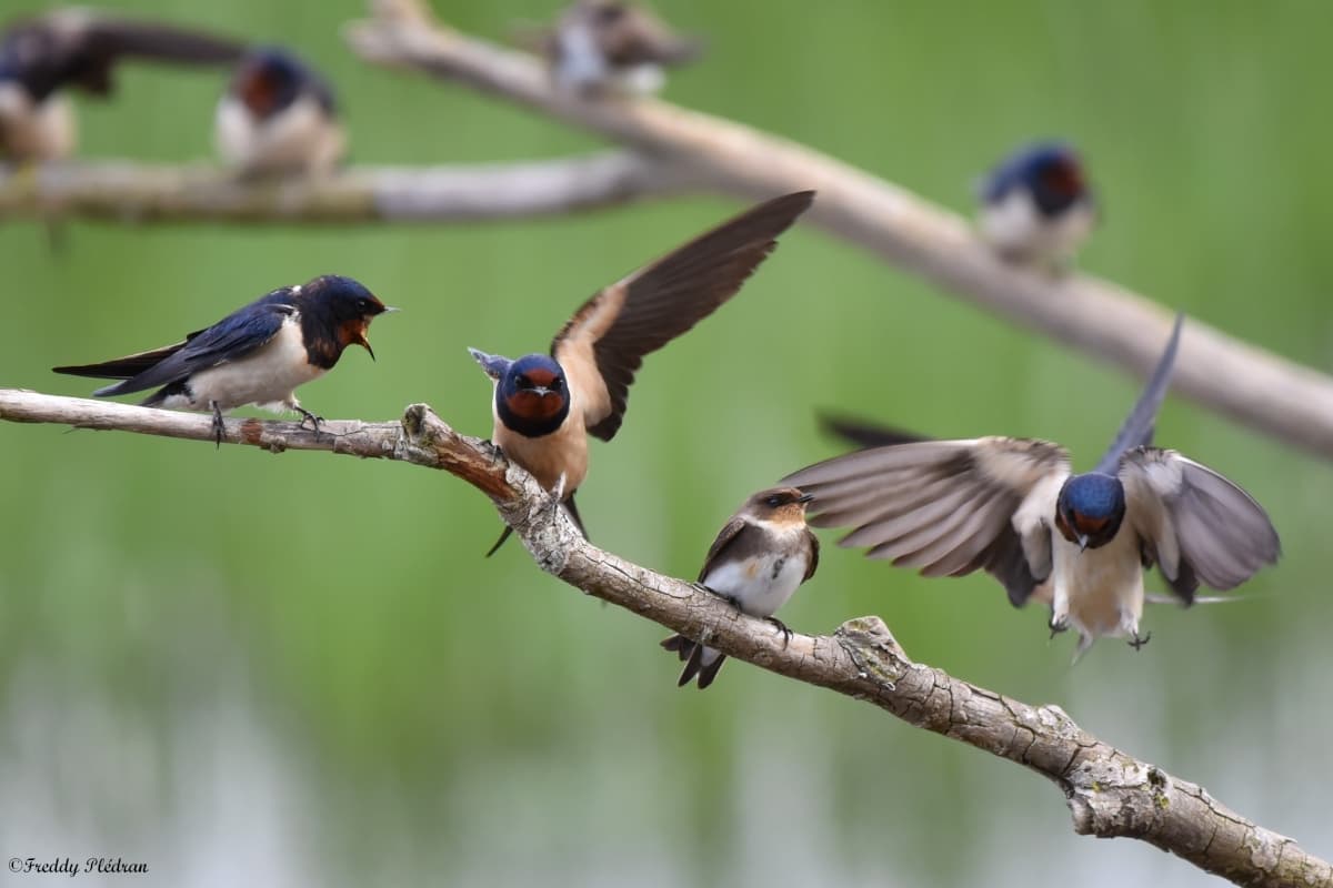 Hirondelle