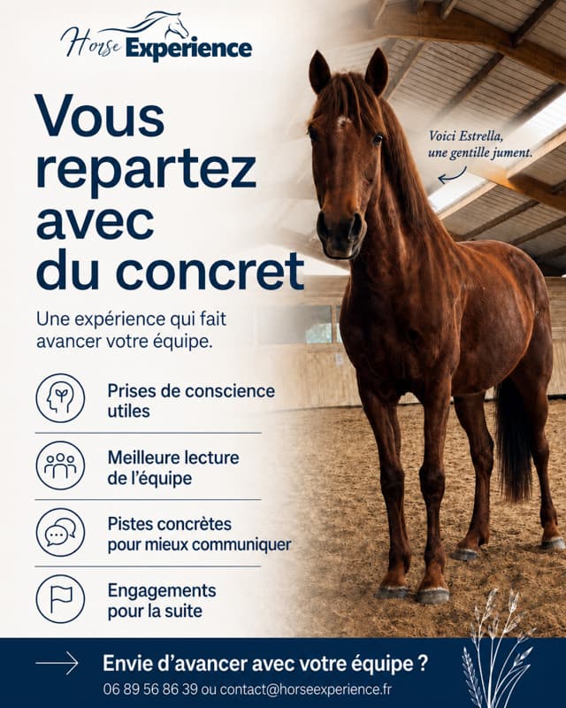 Horse Experience