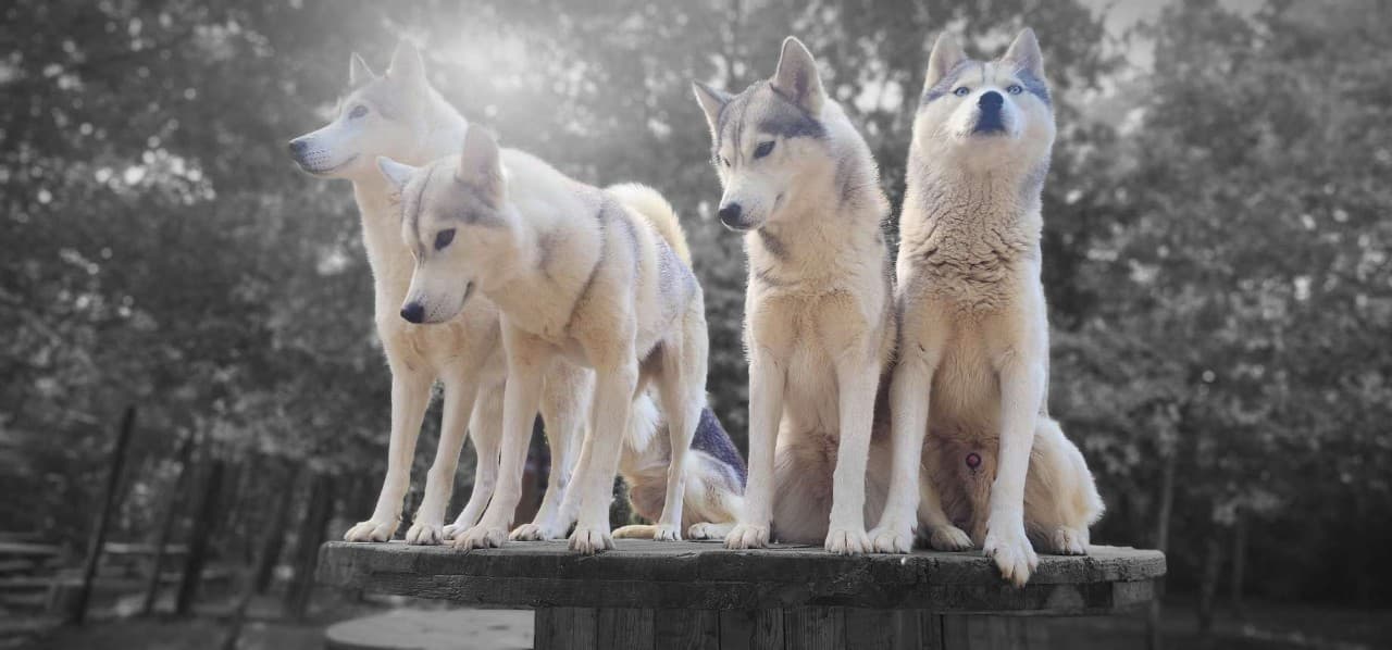 Huskies Latitude Nordique
