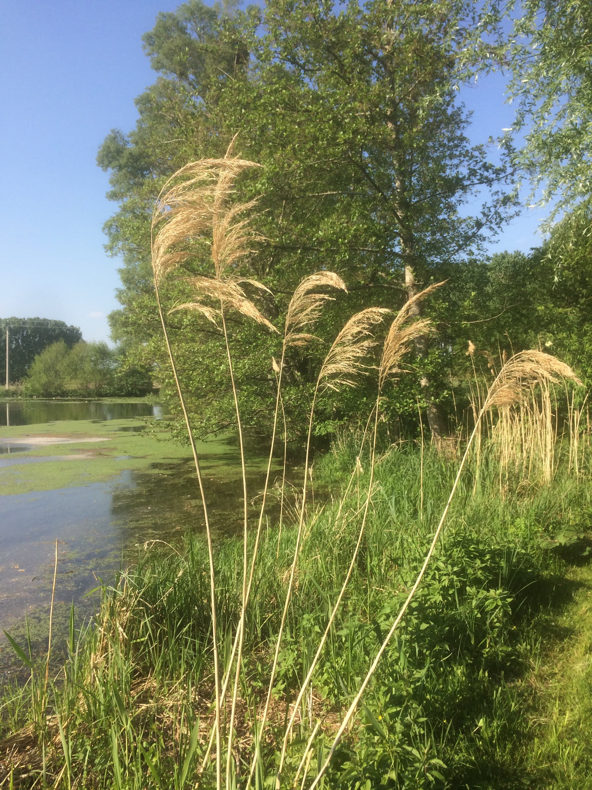 Pêche dans la Tournemine