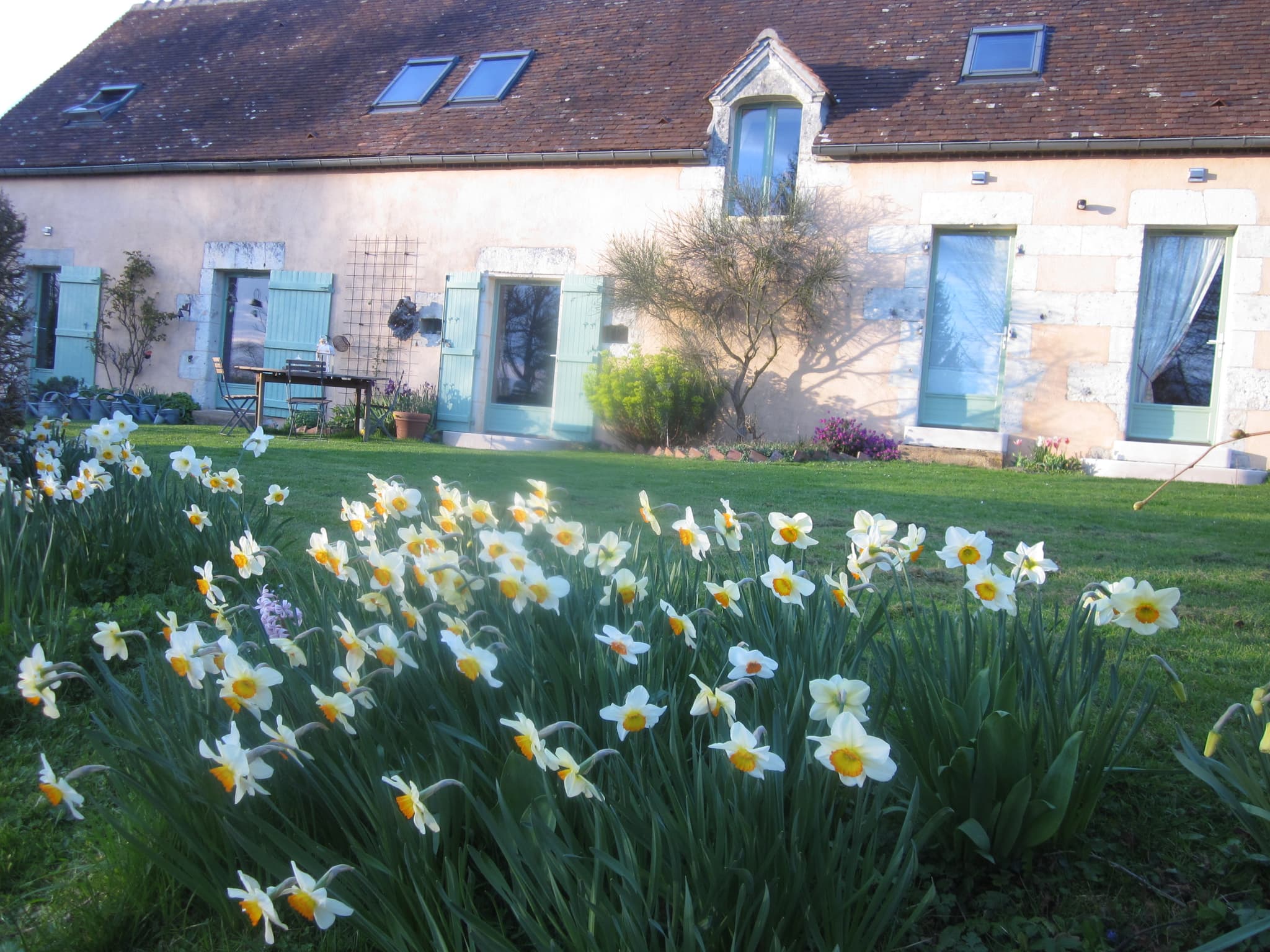 coulée de narcisses