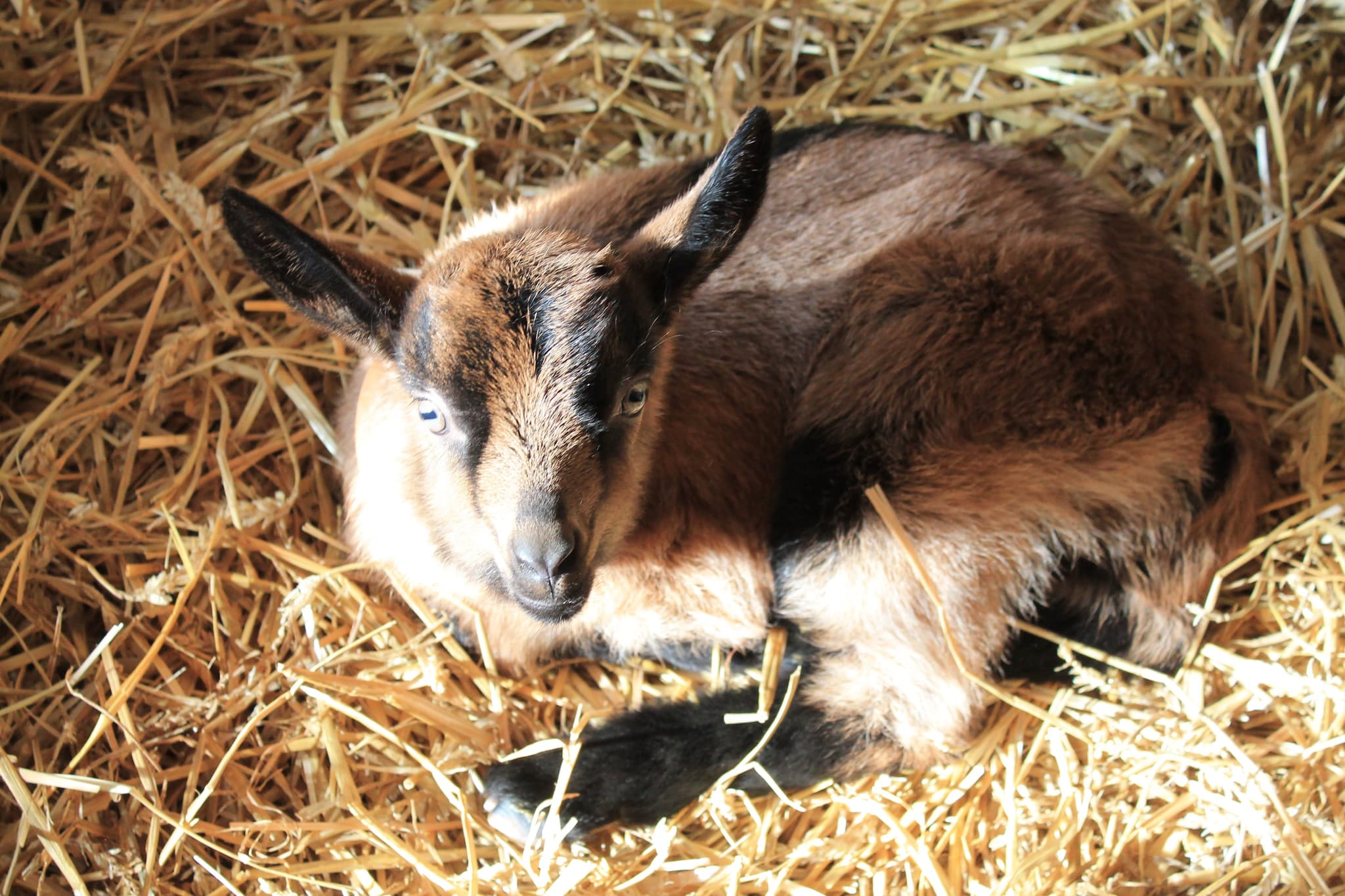 FERME DES OLIVIERS