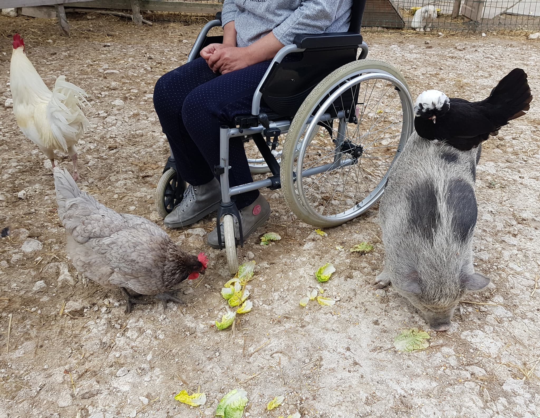 La Ferme Coqalane - accéssible pour tous