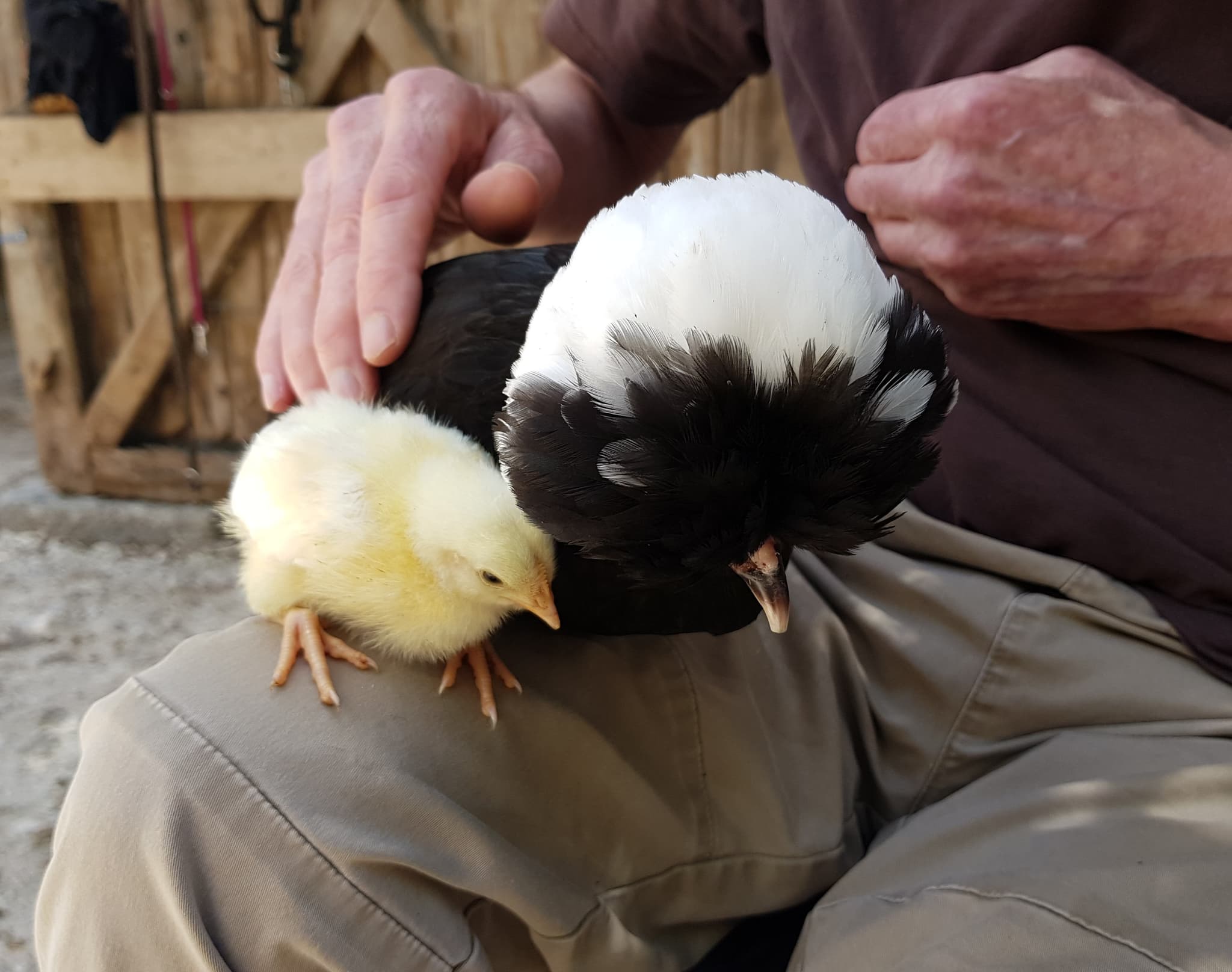 La Ferme Coqalane - Une ferme pour tous