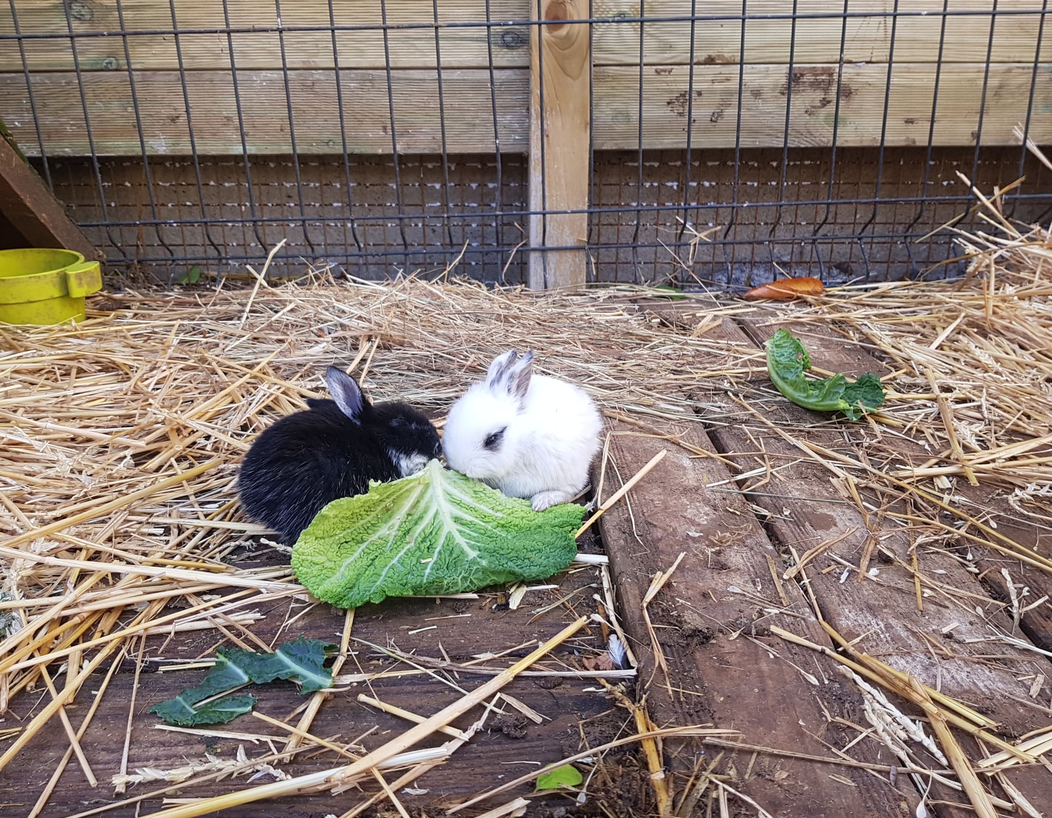 Ferme Coqalane - lapereaux