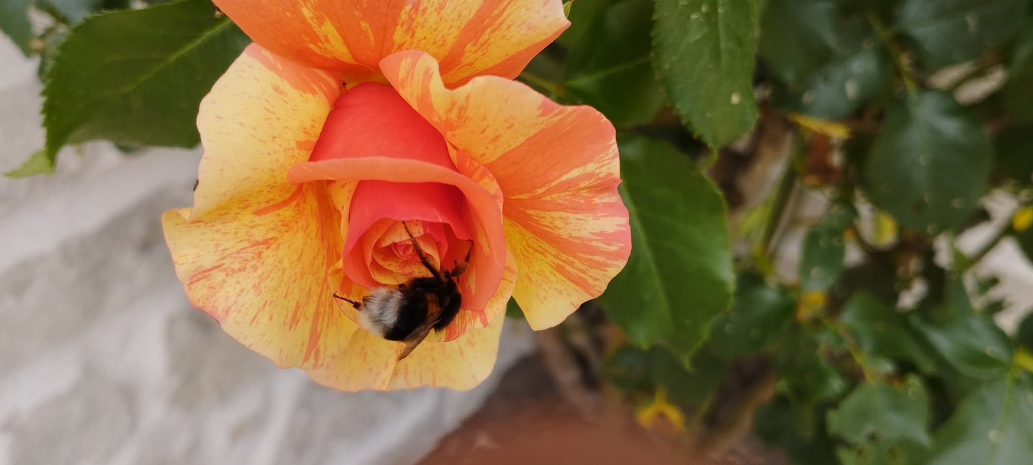 rose du jardin