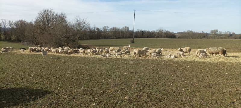 Elevage mouton plein air
