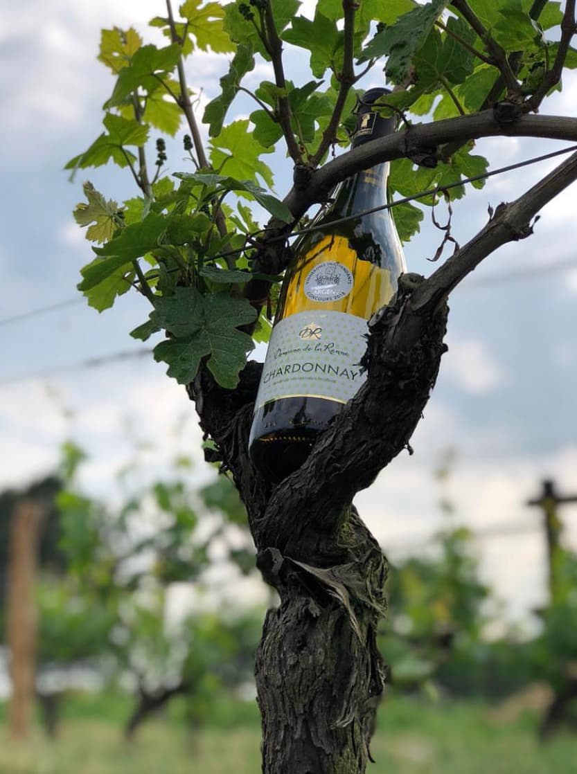 Chardonnay
