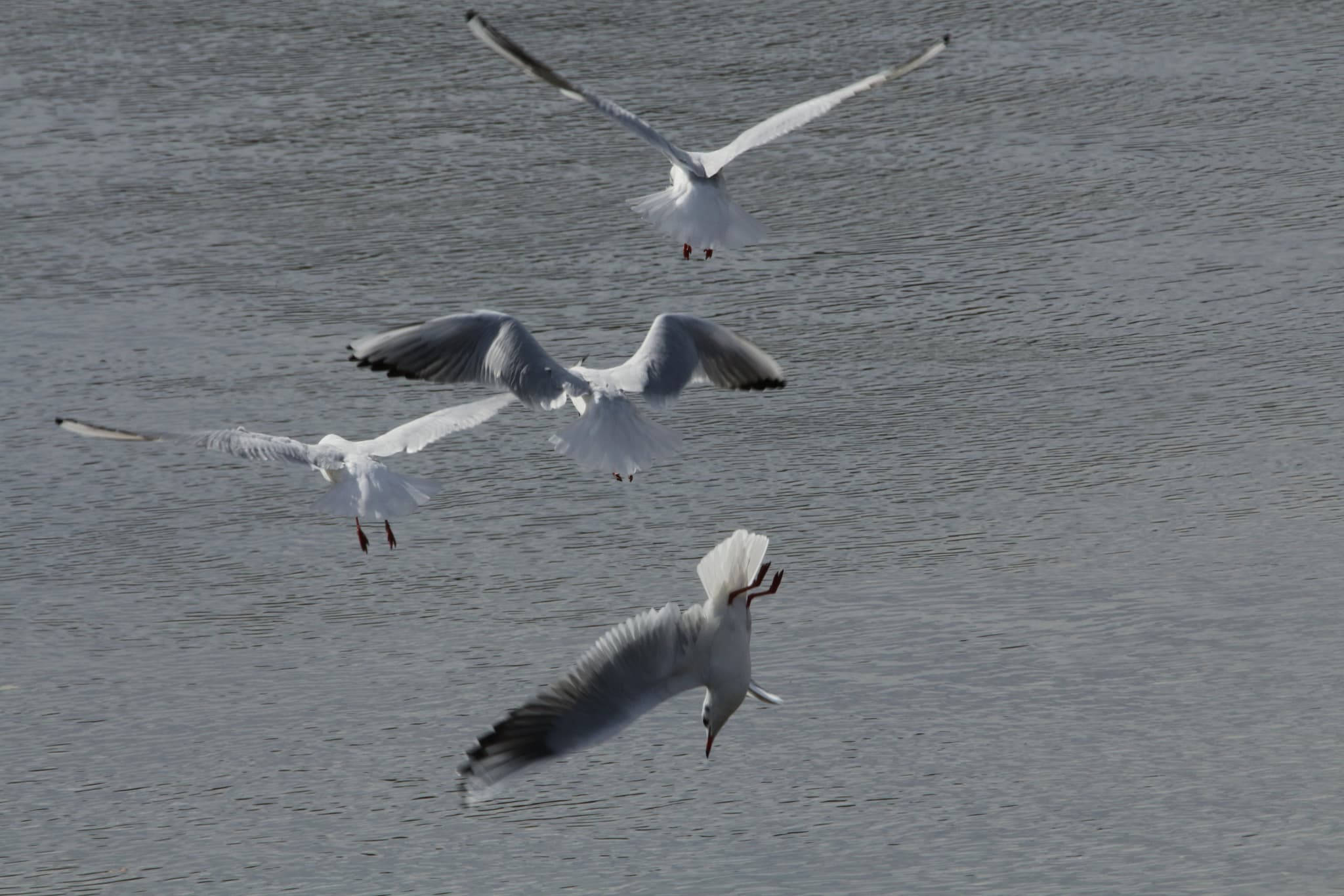 IMG-3705-2