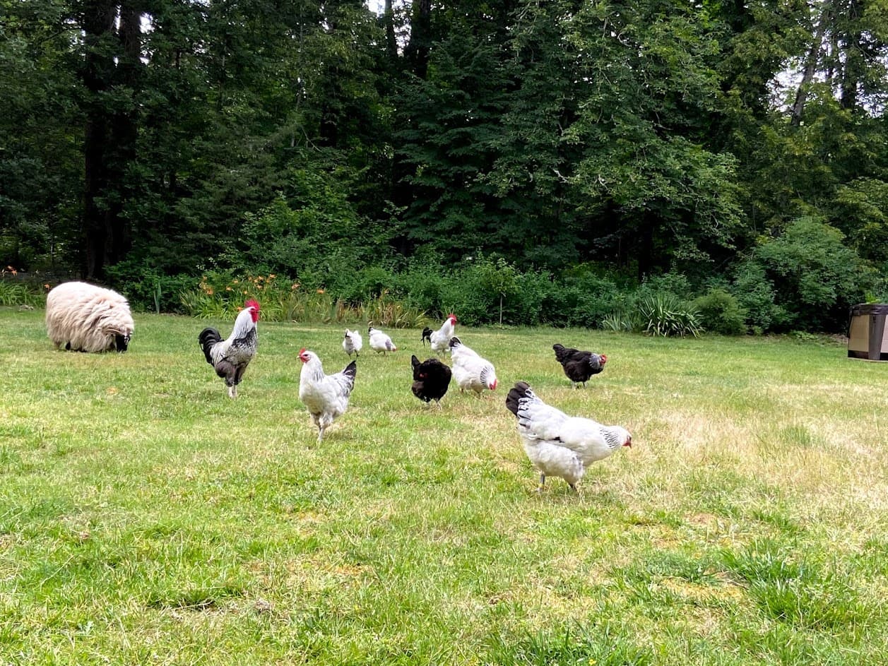Nos animaux en liberté