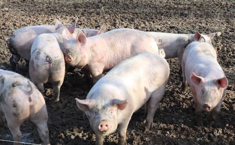 Cochons
