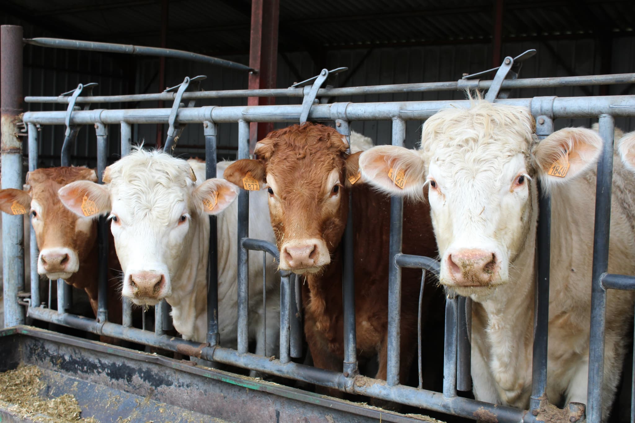 Ferme de Naudin Pascal